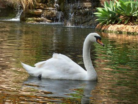 Swan - animal, swan, bird