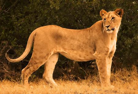 Lioness - animal, lioness, cat