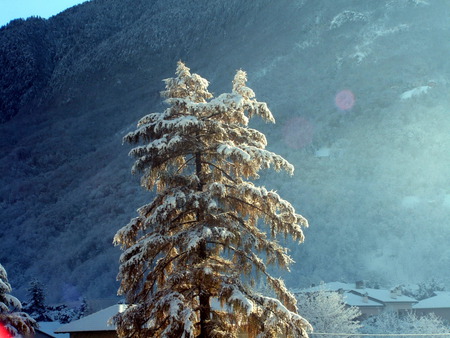 Primo sole - winter, neve, natura