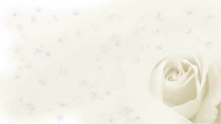 Rose of Innocence - dainty, widescreen, white, rose, flower, firefox persona