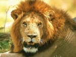 Male Lion