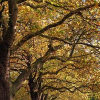 Autumn Tree Tops