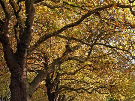 Autumn Tree Tops - gnarly, autumn, trees, beautiful