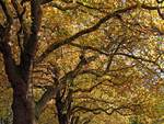 Autumn Tree Tops