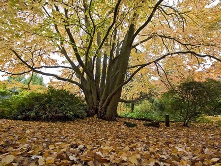 Autumnal Season - leaves, tree, autumn, foliage