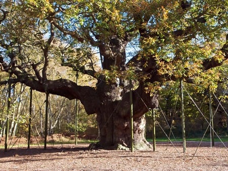 One Big Hombre - leaves, tree, huge, monstrous