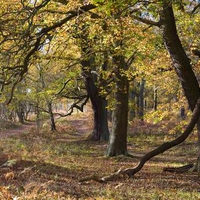 Gnarly Oaks In Autumn