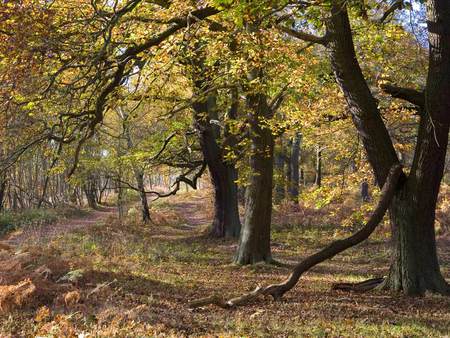 Gnarly Oaks In Autumn - pretty, trees, rocks, autumn