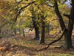 Gnarly Oaks In Autumn