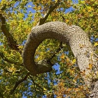 Twisted Oak Tree