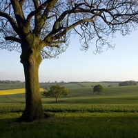 Pastural Countryside