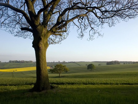 Pastural Countryside - summer, beautiful, fields, grass, tree