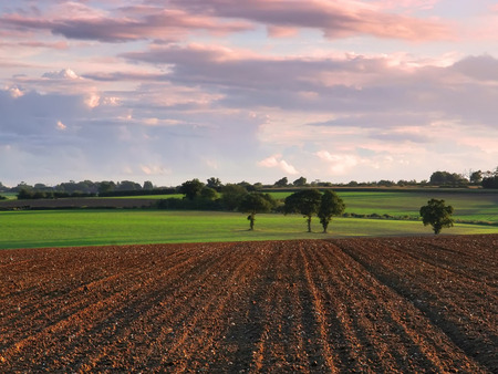 Open Pastures - dirt, pastures, sky, fields