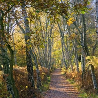 Wickedly Twisted Birch Trees 1