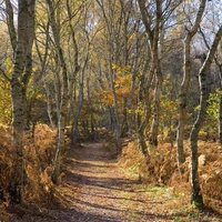 Wickedly Twisted Birch Trees 2