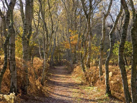 Wickedly Twisted Birch Trees 2 - leaves, autumn, path, trees