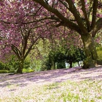 Cherry Blossoms Under The Tree