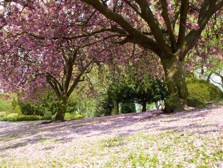 Cherry Blossoms Under The Tree - grass, spring, beautiful, cherry blossom tree