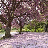 Japanese Cherry Blossom Tree