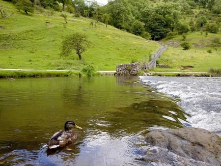 Duck Upriver - water, duck, country, river