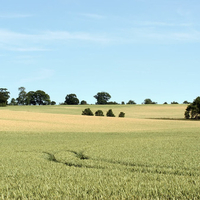 Tracks Through The Field