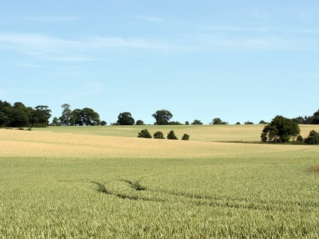 Tracks Through The Field - field, wheat, tracks, sky