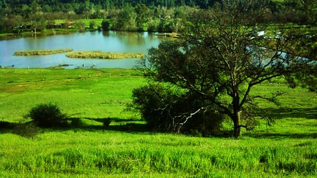 Vivid Color - photography, countryside, scenery, tree, grass