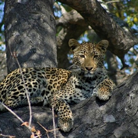 Leopard in a tree