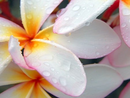 01248 plumeriaaftermorningsrain 1600x1200.jpg - dewdrops, flowers, plumeria