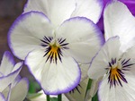 pansy flower desktop computer wallpaper. jpg