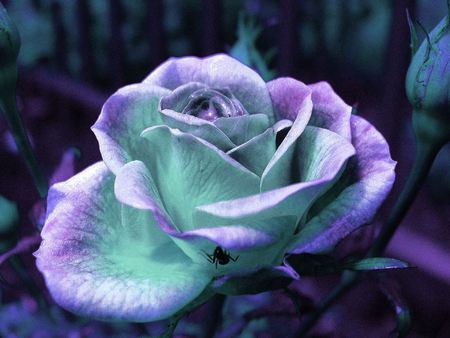 00103e76.jpg - green, purple, rose