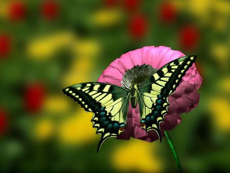 3d flower wallpaper 1024x 768.jpg - nature, yellowbutterfly, pinkflower