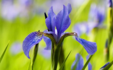 blue iris flower. jpg - nature, iris, bulb, blue