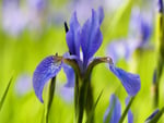 blue iris flower. jpg