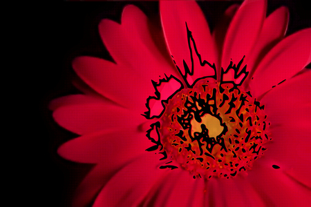 Pink Gerber daisy on blackbackground pop art wallpaper.jpg - nature, daisy, gerber, pink