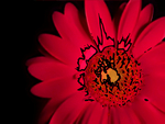 Pink Gerber daisy on blackbackground pop art wallpaper.jpg