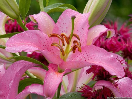 asiatic lily washington wallpaper.jpg