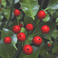 holly berries