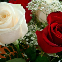 red white roses