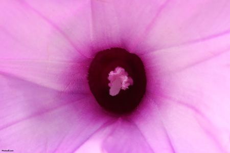 pink flower background other .jpg - flower, closeup, pink, nature