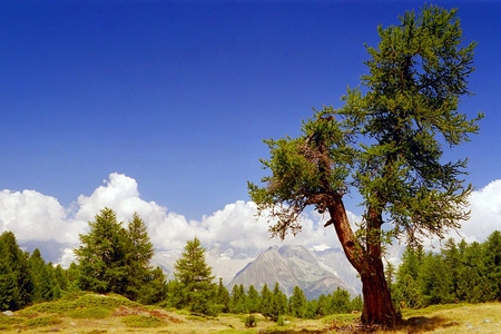 Love Like Switzerland - swiss, sky, highland, wallpaper, mountains, nature, forest, beautiful, alps, tree, outdoor, photo