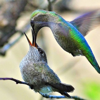 Birds Feeding