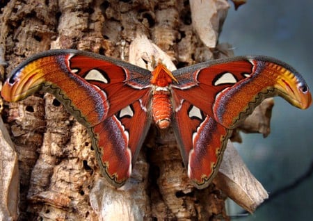 Big Moth - picture, moth, cool, beautiful, big