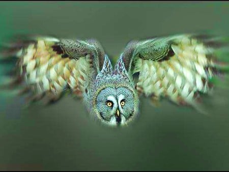 Amazing Photography - picture, amazing, owl, photography