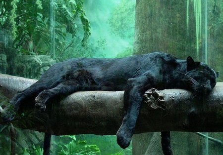 Panther - black, panther, animals, wild