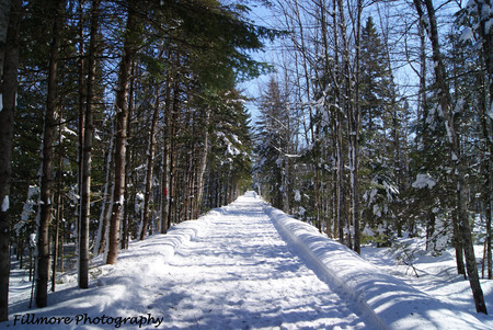 Endless Path - nature, irishtown, trees, moncton, trail, snow, park, winter