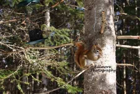 Natures little wonders - trees, winter, irishtown, moncton, snow, trail, animal, nature, squirrel, park