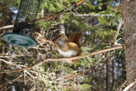 Hey! Im hungry! - irishtown, trees, moncton, squirrel, winter, park, nature, trail, snow, animal