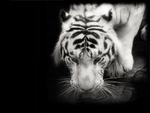 Tiger ( Black and White)