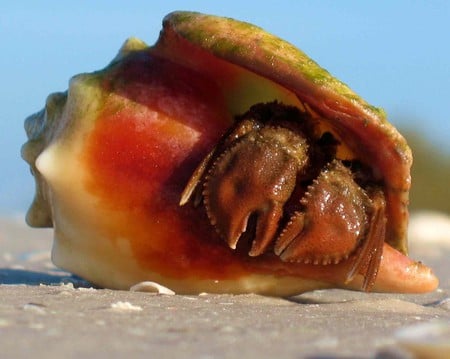 Conch shell - shell, nice, claws, sand, mollusk